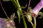 Longsepal beardtongue